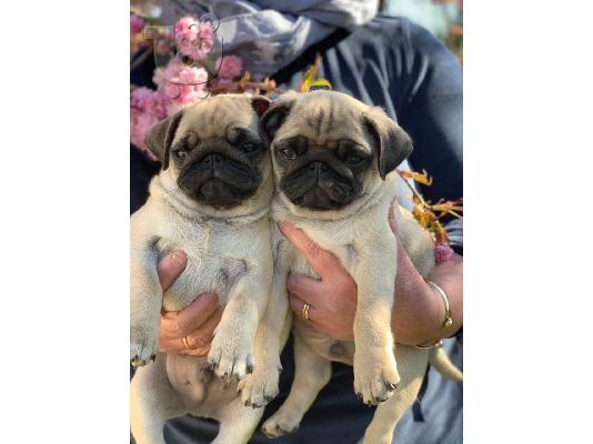 PoulaTo: πό ένα σκουπίδια 5 pug υγείας kg reg, έχω 2 διαθέσιμα